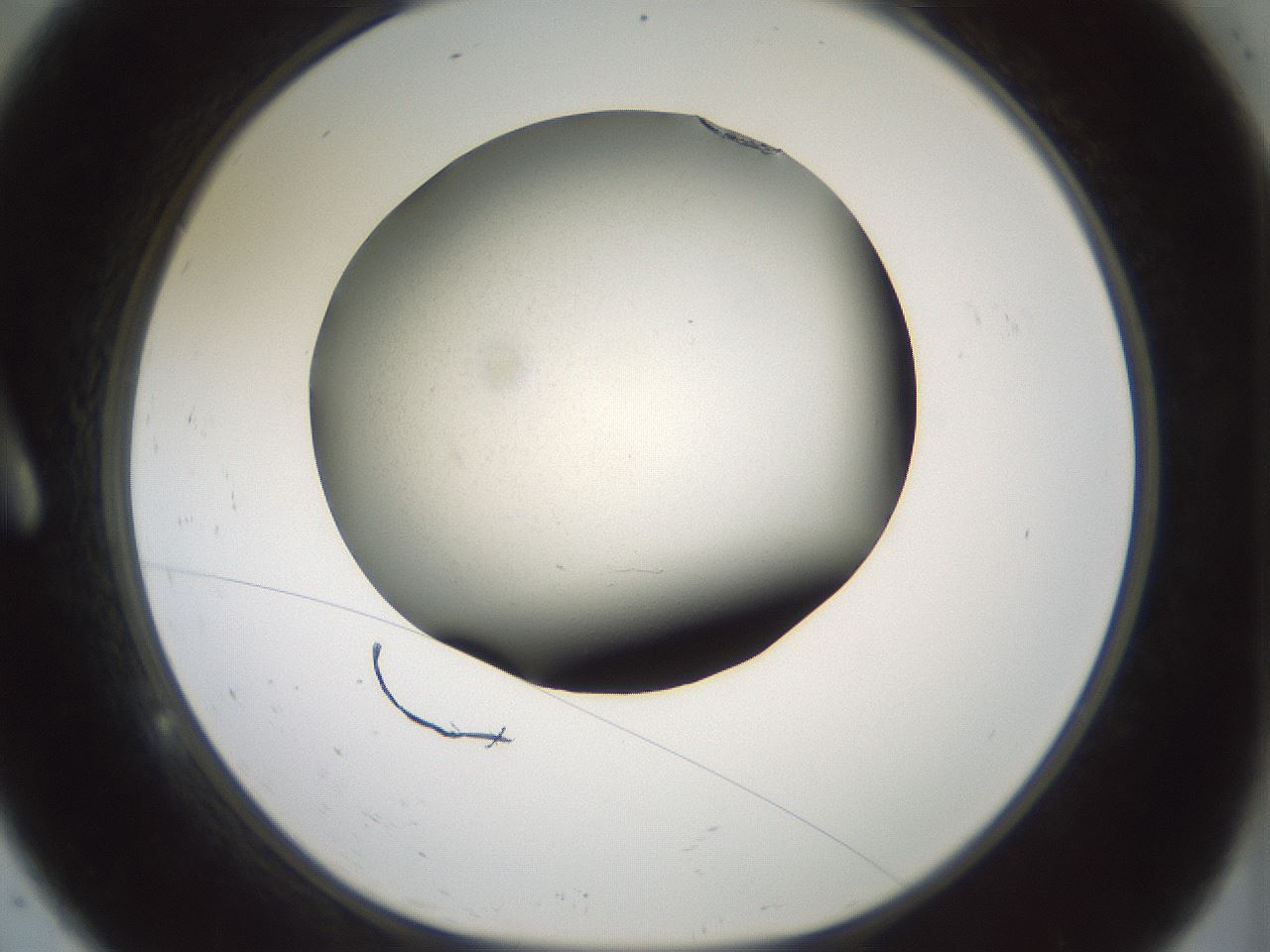 folderID347_plateID1347_batchID4702_wellNum9_profileID1_d1_r81236_ef.jpg