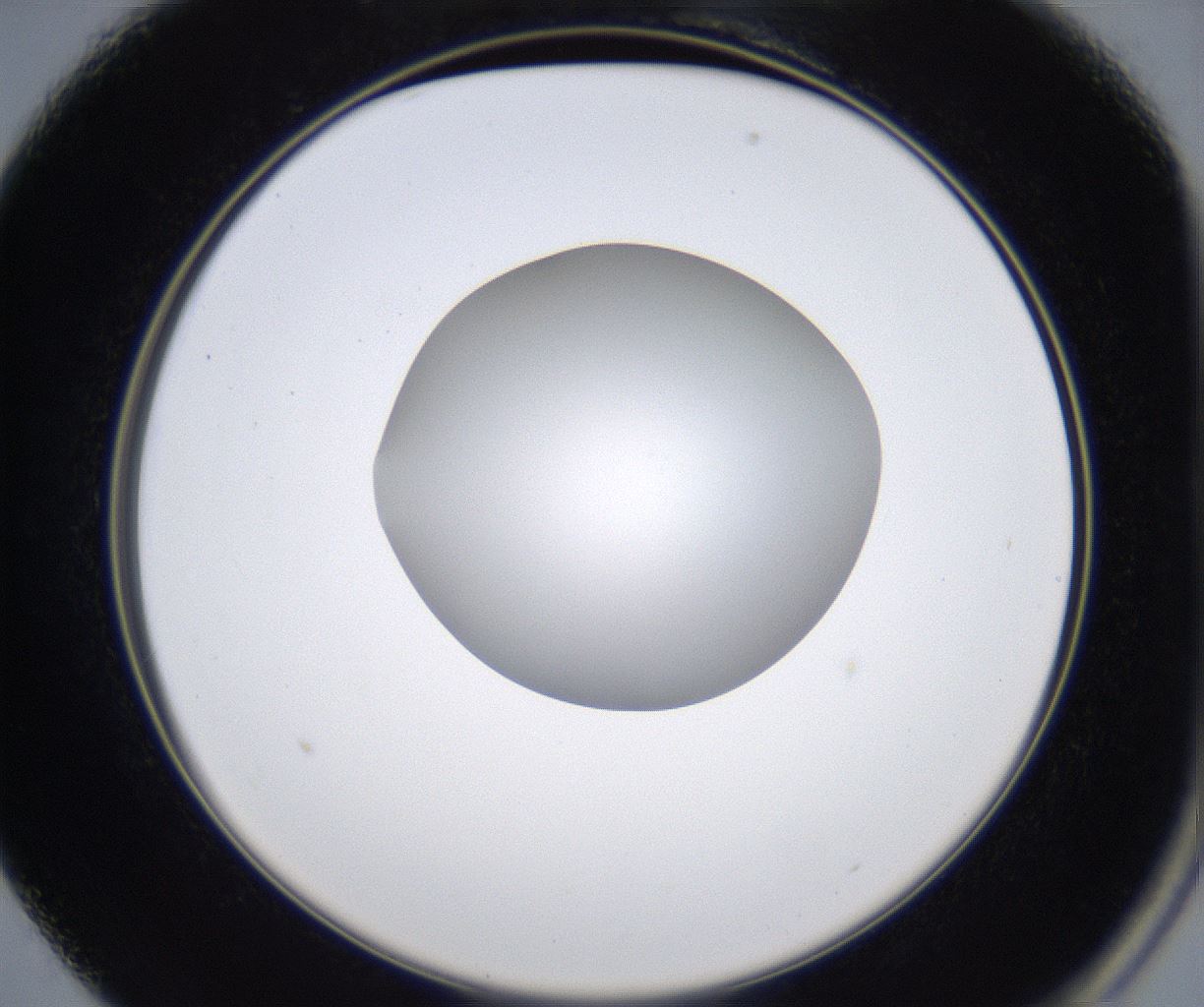 folderID347_plateID2347_batchID11062_wellNum13_profileID1_d2_r165404_ef.jpg