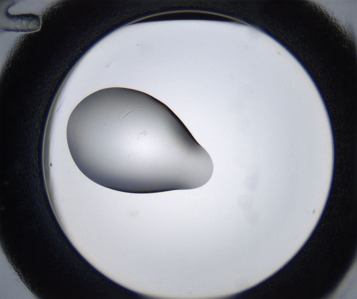 folderID347_plateID2347_batchID11062_wellNum36_profileID1_d2_r165450_ef.jpg