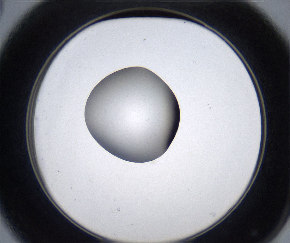 folderID347_plateID2347_batchID11062_wellNum44_profileID1_d2_r165466_ef.jpg