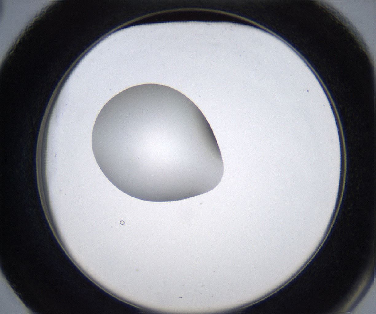 folderID347_plateID2347_batchID11062_wellNum51_profileID1_d2_r165480_ef.jpg