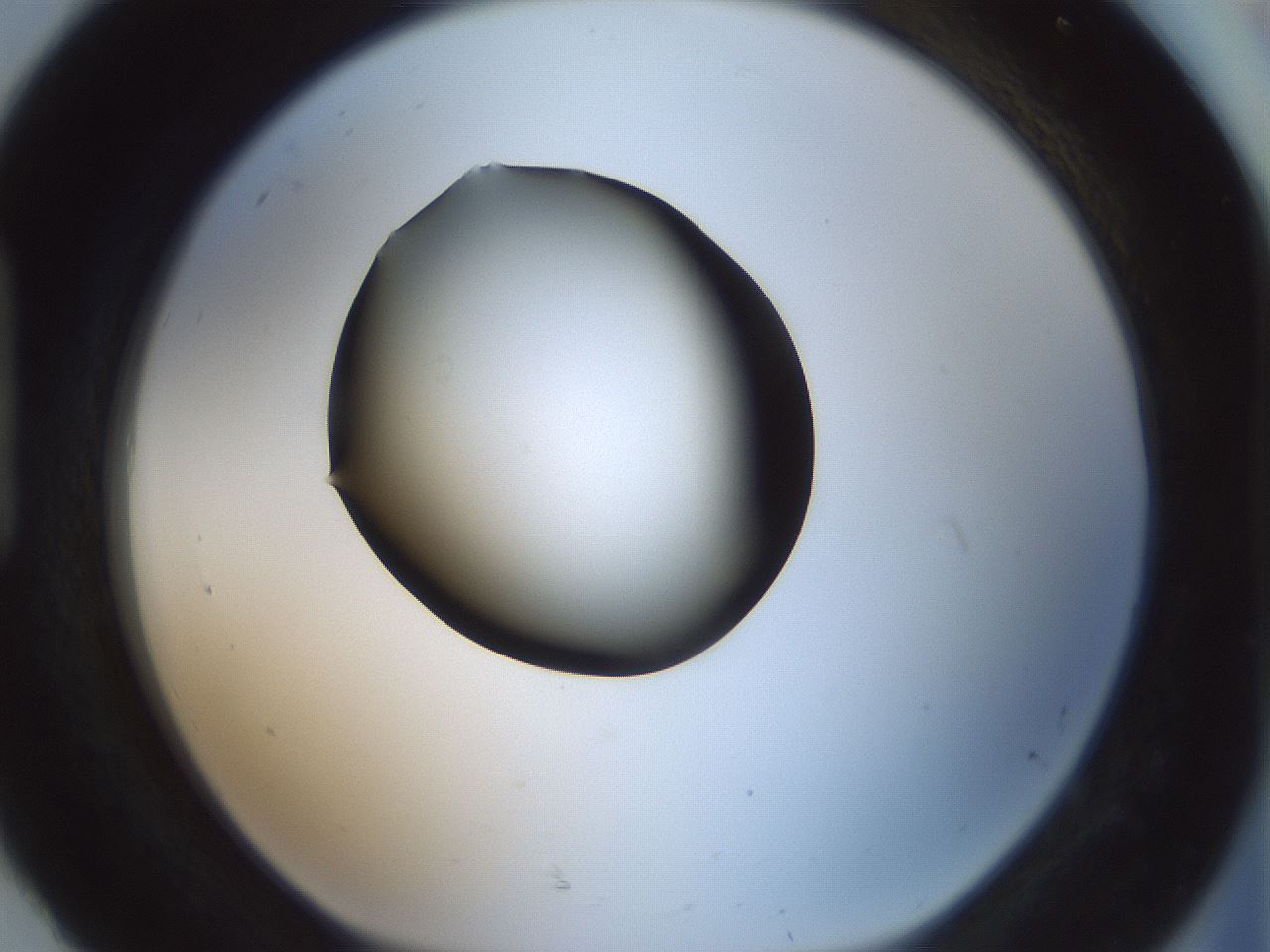 folderID347_plateID1347_batchID4702_wellNum92_profileID1_d1_r81319_ef.jpg