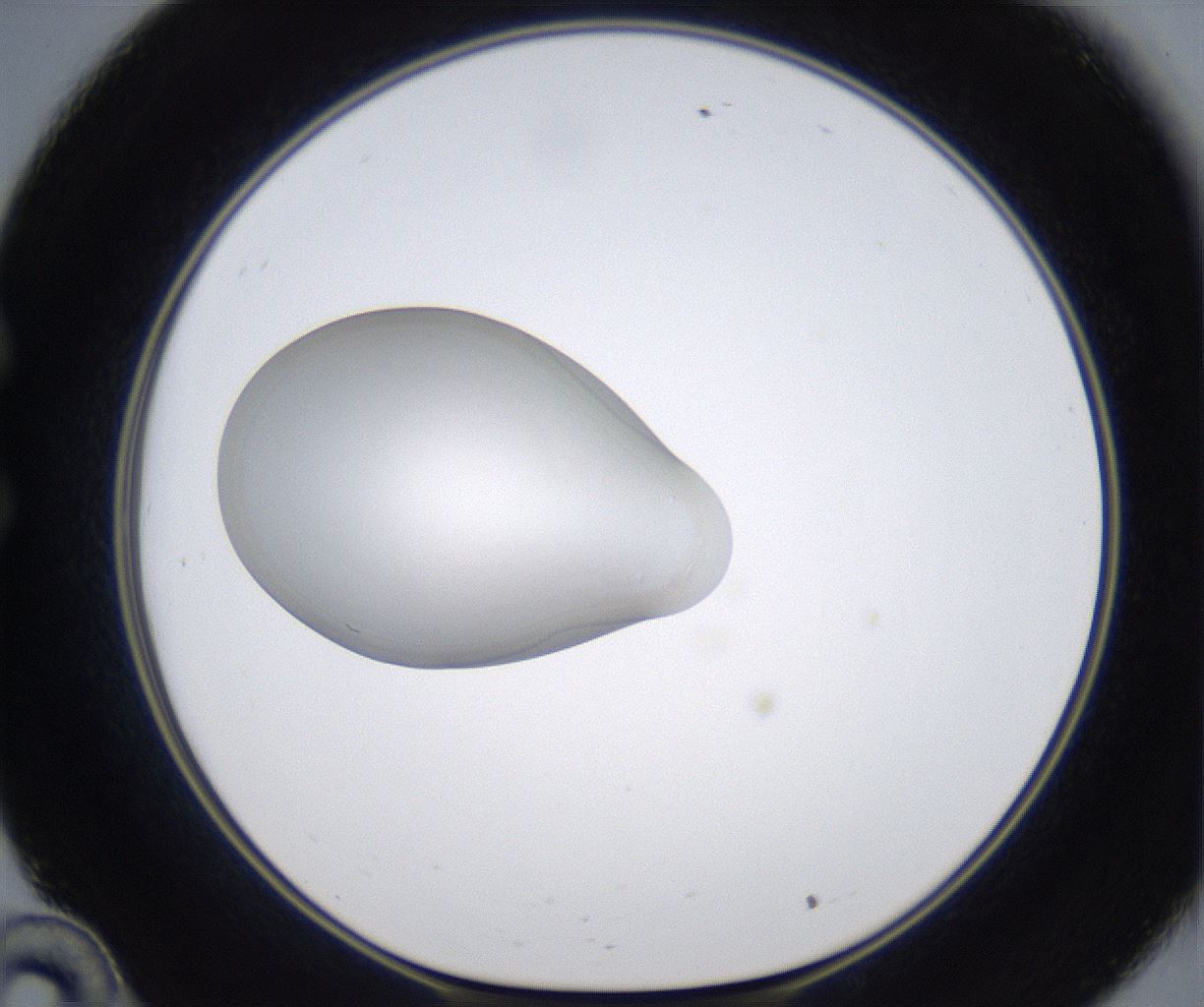 folderID349_plateID2349_batchID11067_wellNum34_profileID1_d1_r165637_ef.jpg