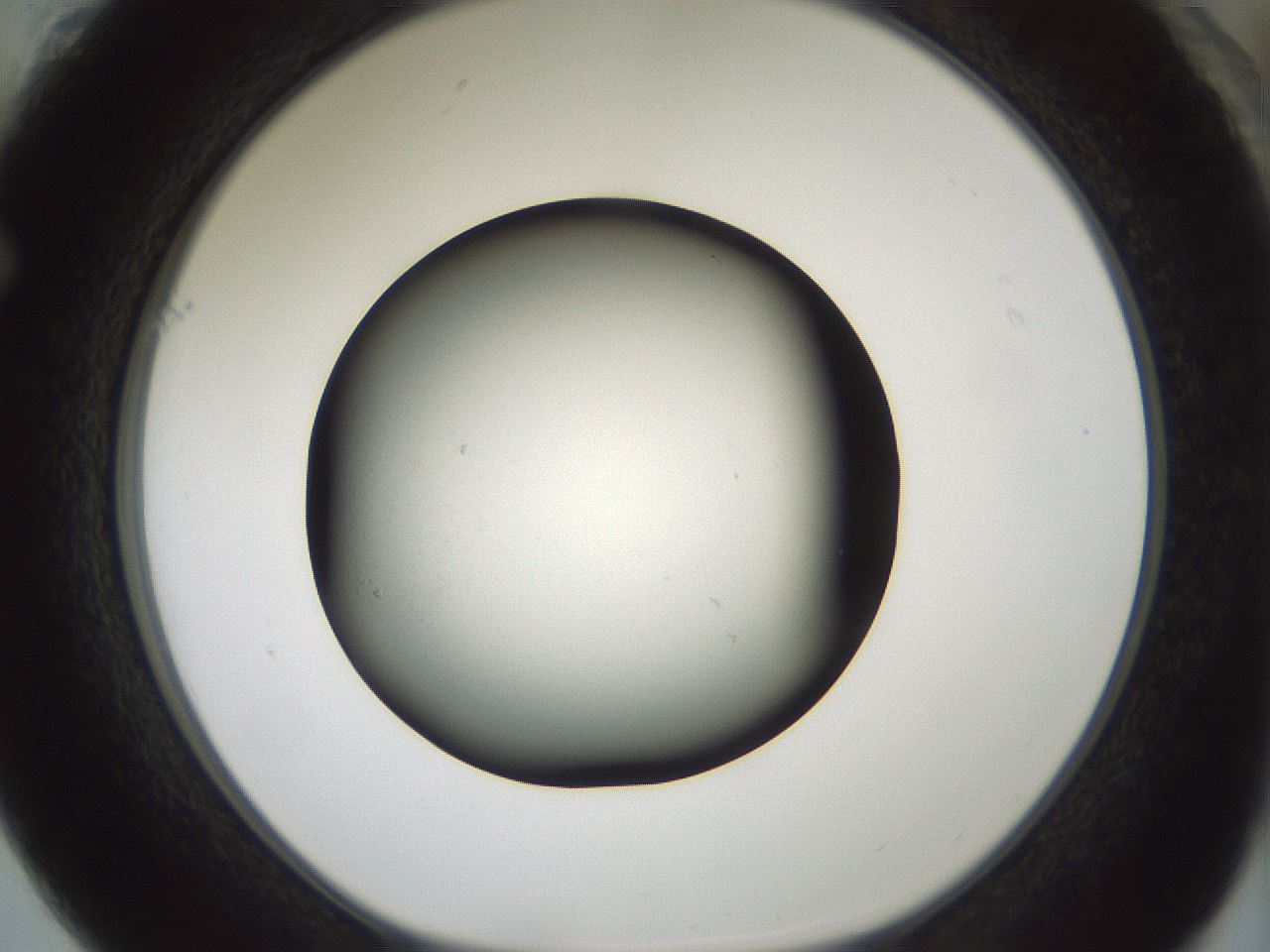 folderID352_plateID1352_batchID4709_wellNum61_profileID1_d1_r81864_ef.jpg