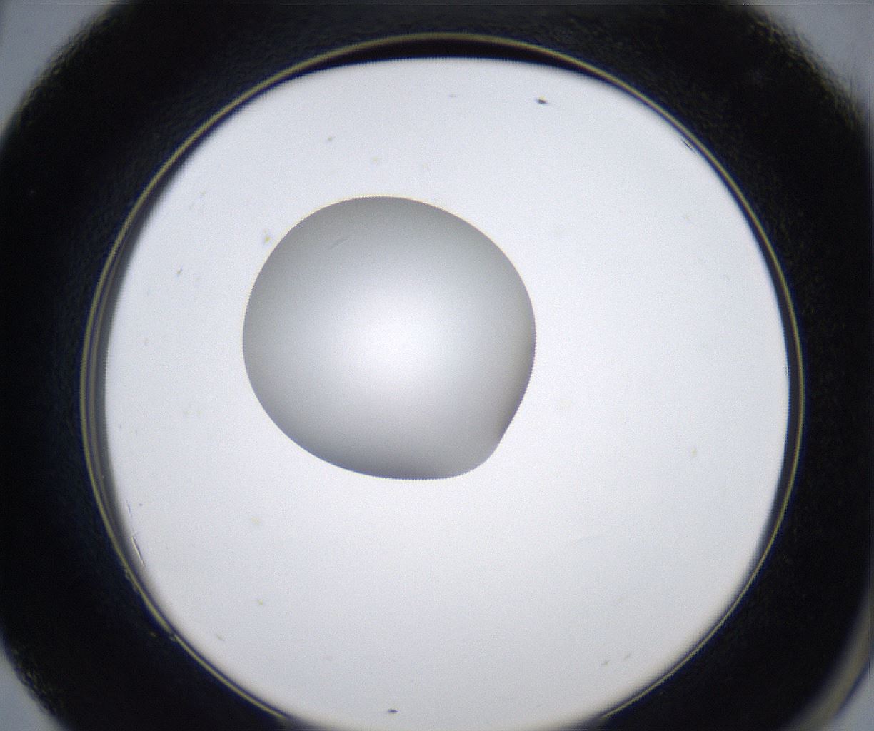 folderID347_plateID2347_batchID11062_wellNum69_profileID1_d2_r165516_ef.jpg