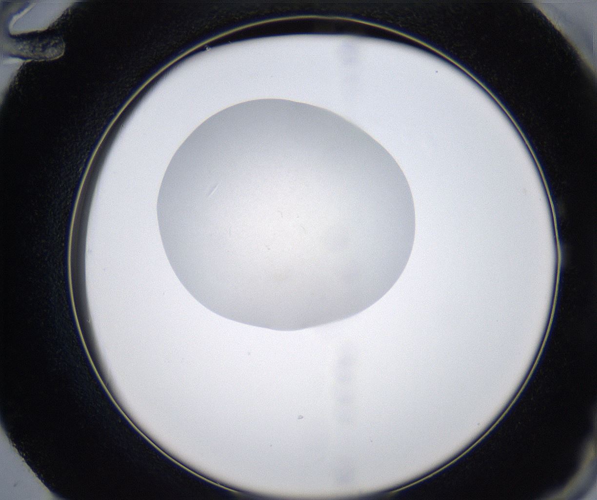 folderID347_plateID2347_batchID11062_wellNum72_profileID1_d2_r165522_ef.jpg