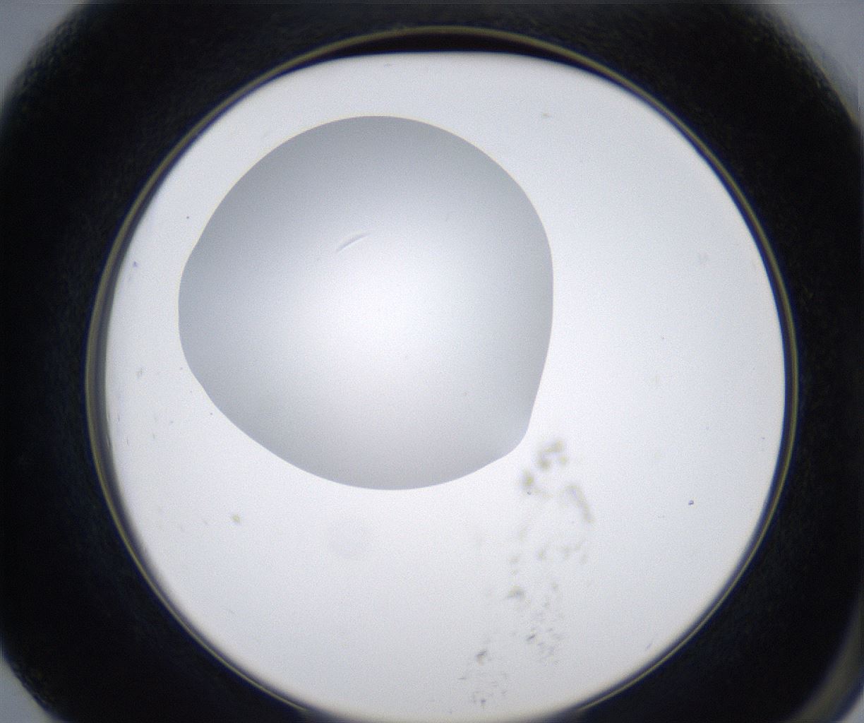 folderID347_plateID2347_batchID11062_wellNum79_profileID1_d2_r165536_ef.jpg