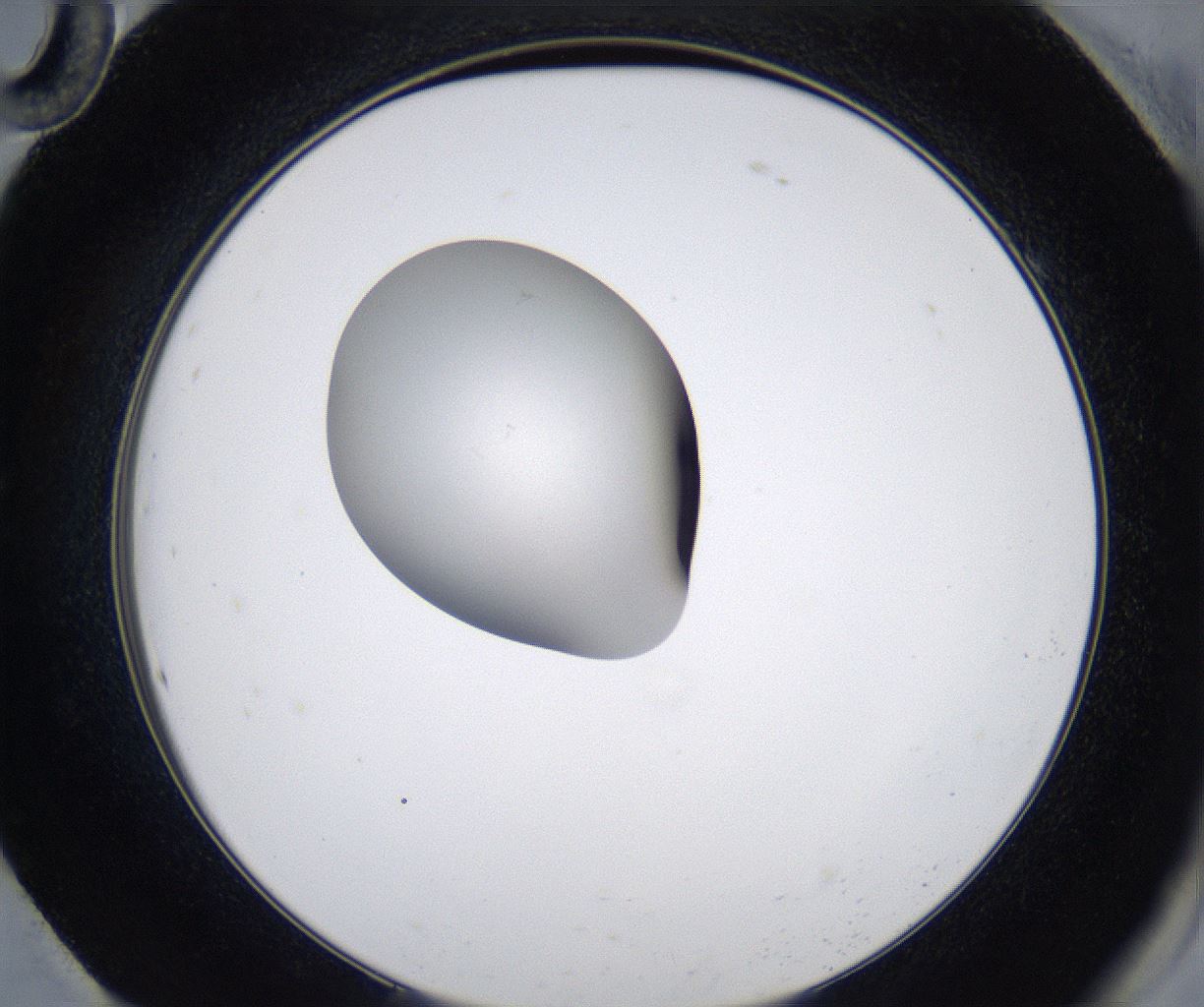 folderID347_plateID2347_batchID11062_wellNum94_profileID1_d2_r165566_ef.jpg