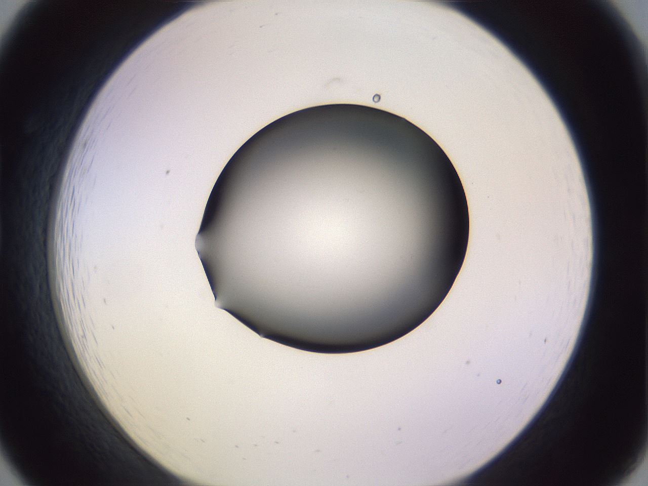 folderID348_plateID1348_batchID4703_wellNum19_profileID1_d1_r81150_ef.jpg