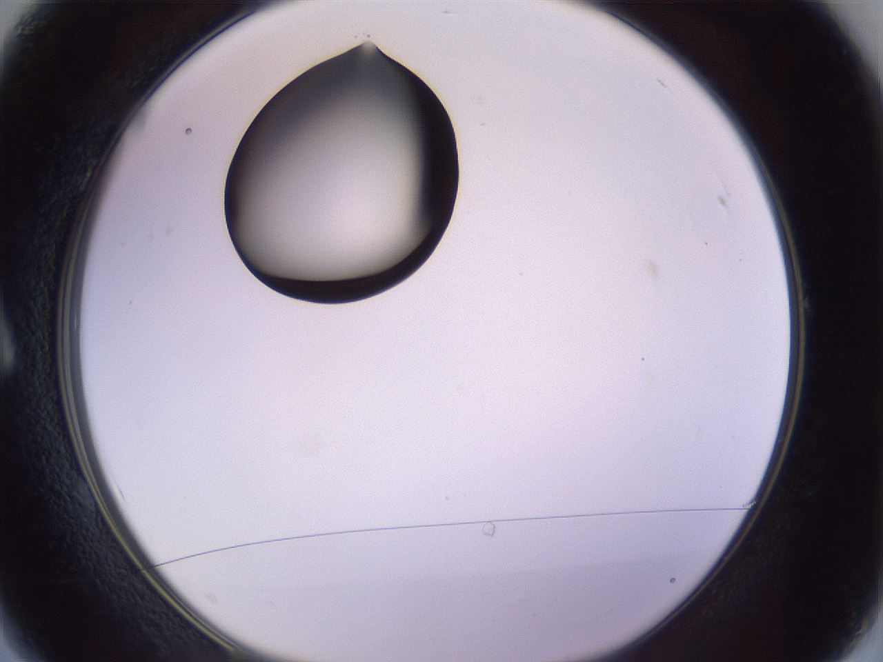 folderID348_plateID1348_batchID4703_wellNum1_profileID1_d1_r81132_ef.jpg