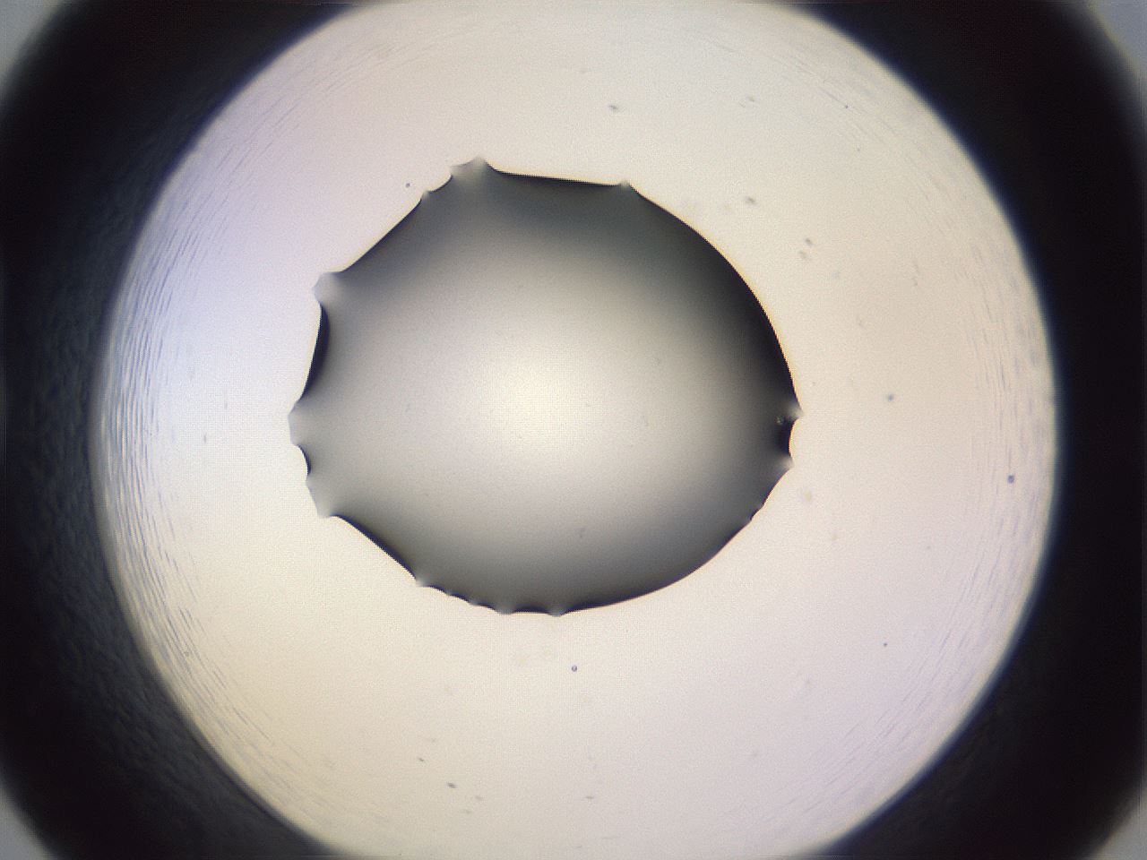 folderID348_plateID1348_batchID4703_wellNum20_profileID1_d1_r81151_ef.jpg