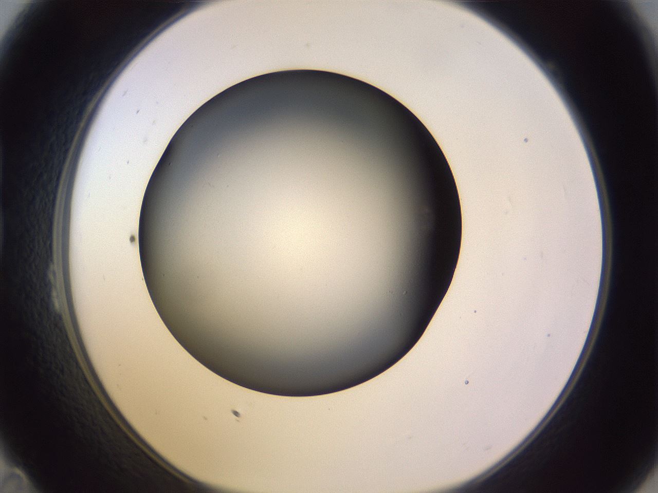 folderID348_plateID1348_batchID4703_wellNum23_profileID1_d1_r81154_ef.jpg
