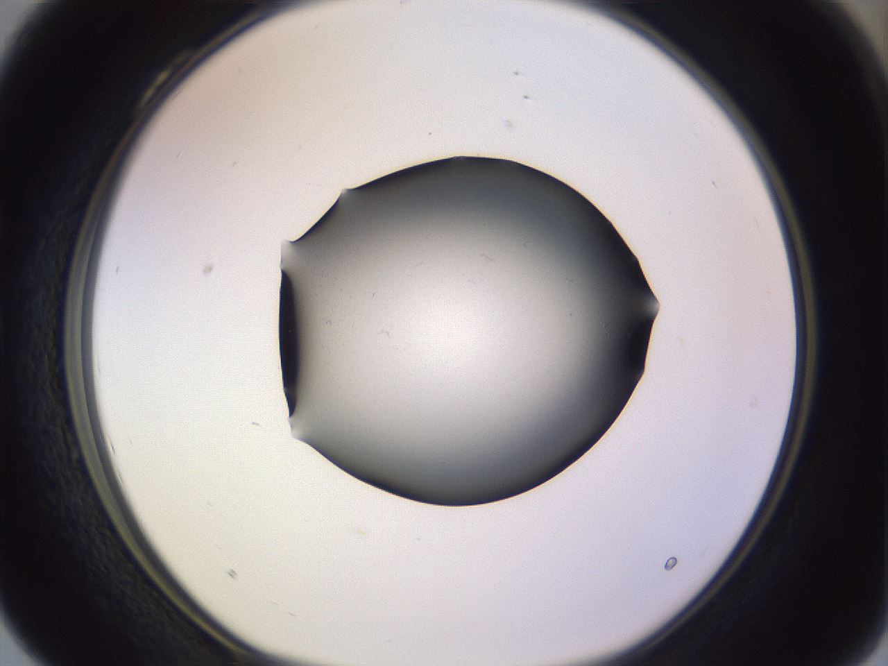 folderID348_plateID1348_batchID4703_wellNum28_profileID1_d1_r81159_ef.jpg