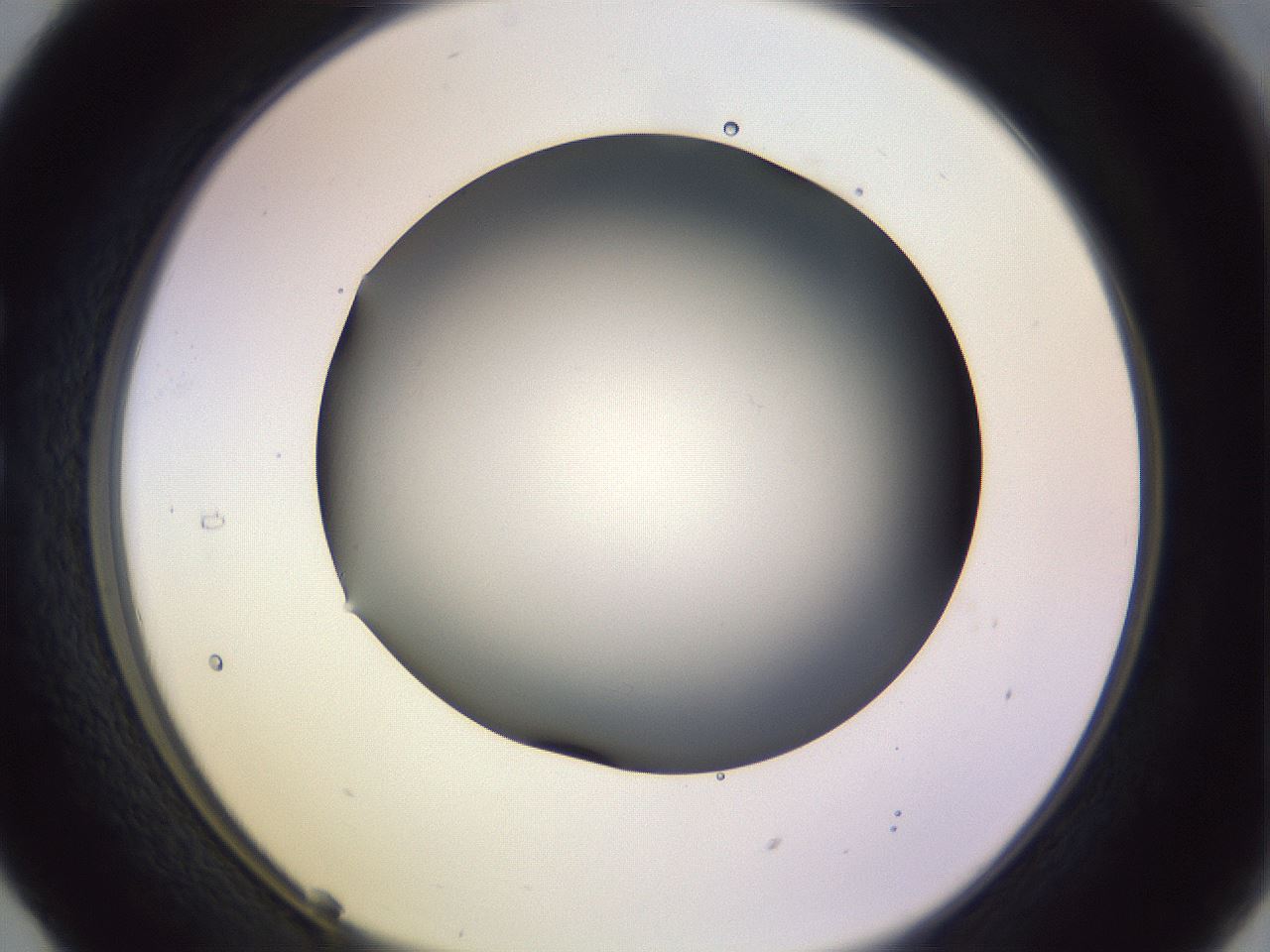folderID348_plateID1348_batchID4703_wellNum29_profileID1_d1_r81160_ef.jpg