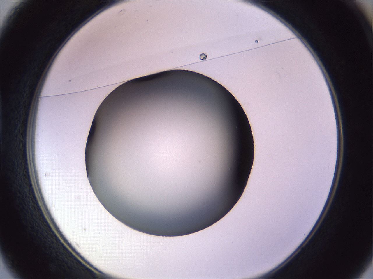 folderID348_plateID1348_batchID4703_wellNum37_profileID1_d1_r81168_ef.jpg