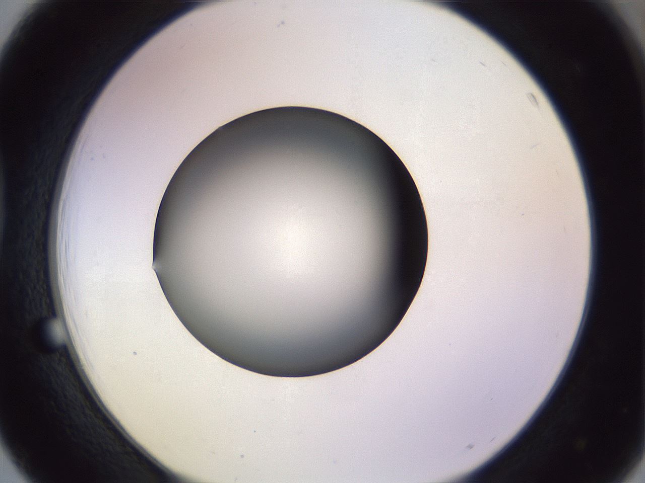 folderID348_plateID1348_batchID4703_wellNum39_profileID1_d1_r81170_ef.jpg