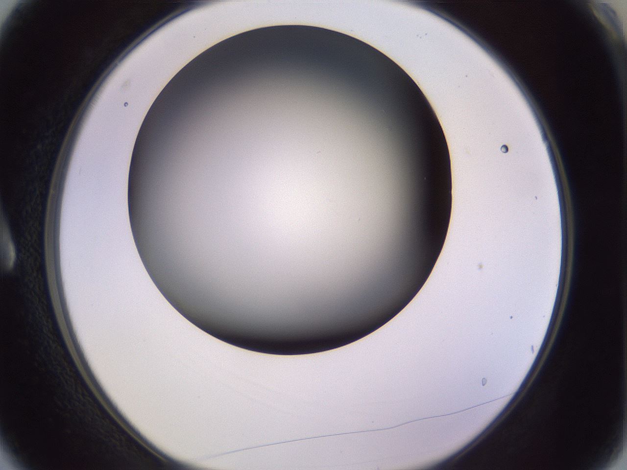 folderID348_plateID1348_batchID4703_wellNum3_profileID1_d1_r81134_ef.jpg