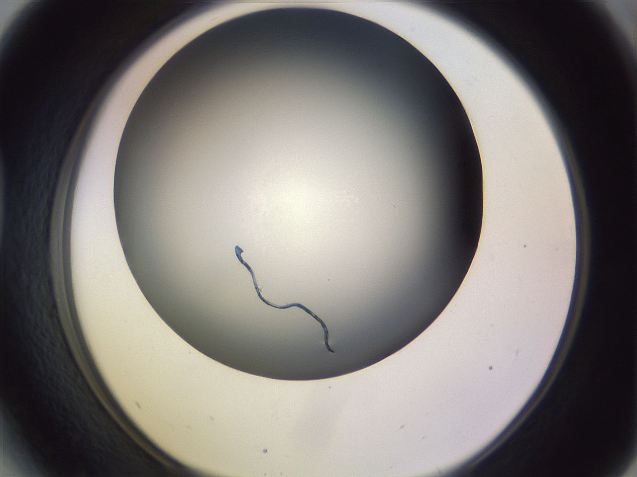 folderID348_plateID1348_batchID4703_wellNum41_profileID1_d1_r81172_ef.jpg