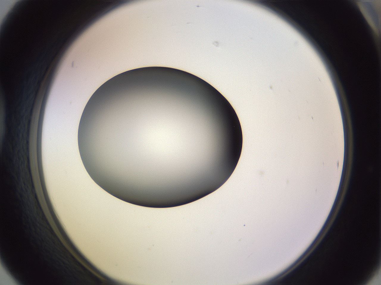 folderID348_plateID1348_batchID4703_wellNum42_profileID1_d1_r81173_ef.jpg