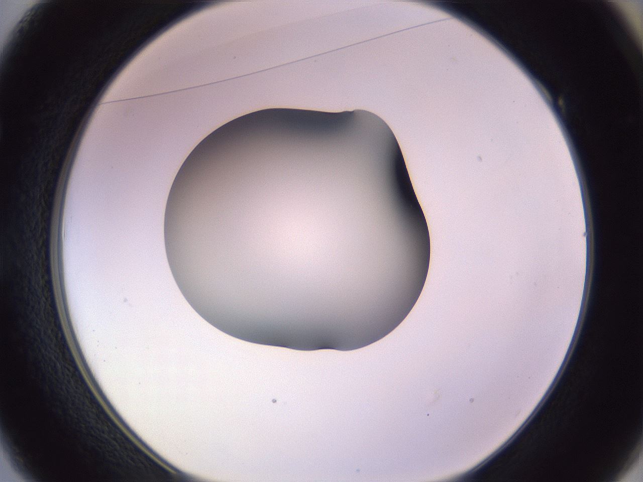 folderID348_plateID1348_batchID4703_wellNum49_profileID1_d1_r81180_ef.jpg