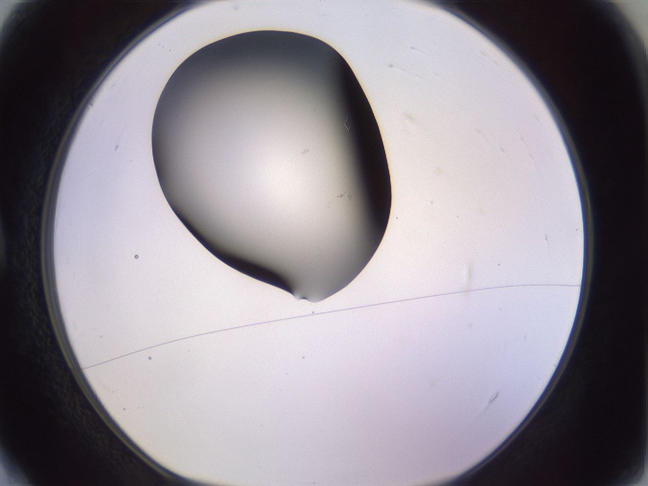 folderID348_plateID1348_batchID4703_wellNum4_profileID1_d1_r81135_ef.jpg