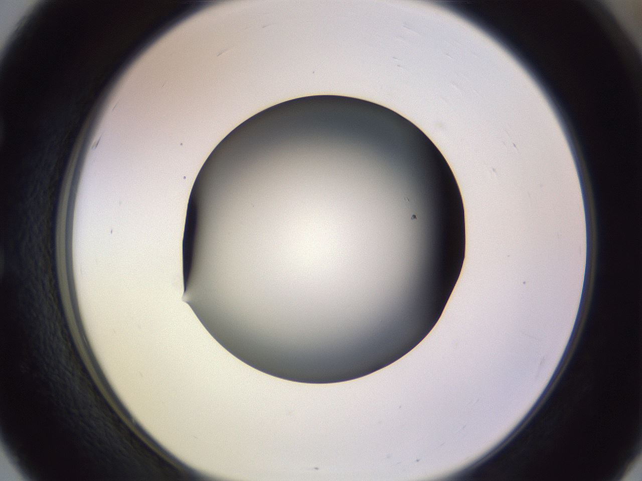 folderID348_plateID1348_batchID4703_wellNum51_profileID1_d1_r81182_ef.jpg