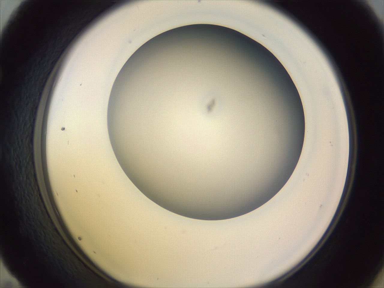 folderID348_plateID1348_batchID4703_wellNum59_profileID1_d1_r81190_ef.jpg
