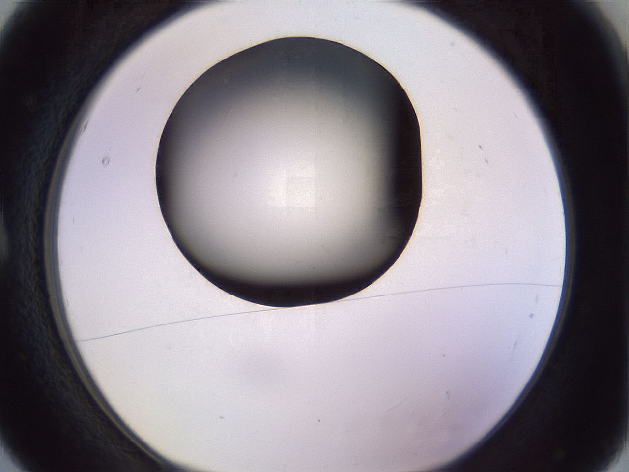 folderID348_plateID1348_batchID4703_wellNum5_profileID1_d1_r81136_ef.jpg