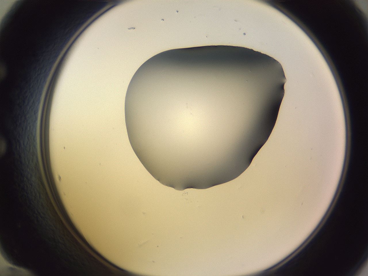 folderID348_plateID1348_batchID4703_wellNum60_profileID1_d1_r81191_ef.jpg