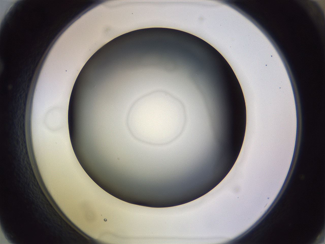 folderID348_plateID1348_batchID4703_wellNum62_profileID1_d1_r81193_ef.jpg