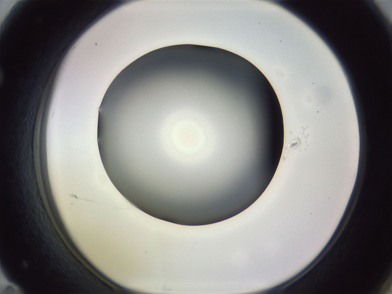 folderID348_plateID1348_batchID4703_wellNum71_profileID1_d1_r81202_ef.jpg