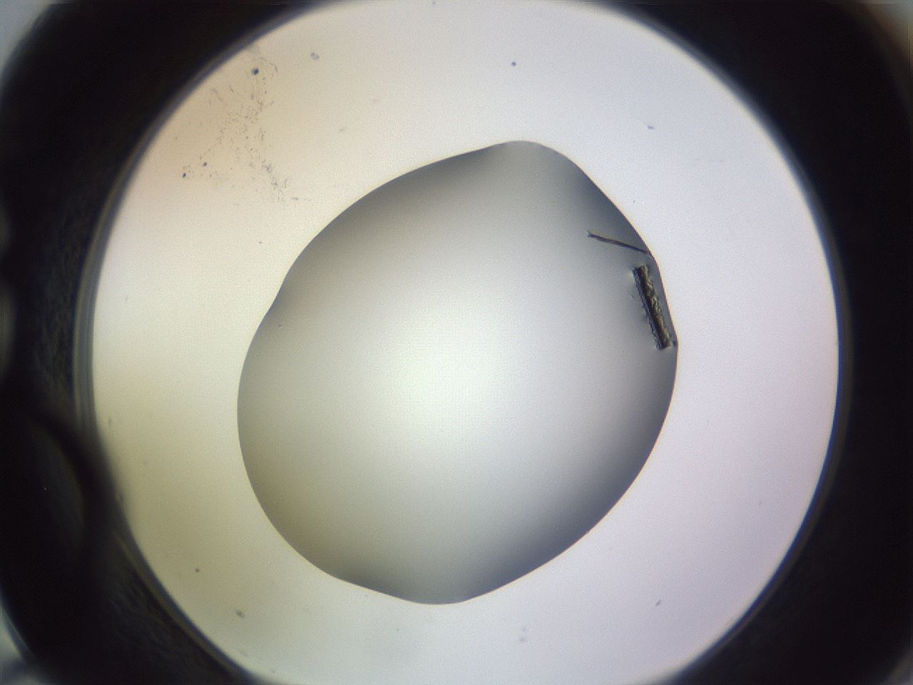 folderID348_plateID1348_batchID4703_wellNum75_profileID1_d1_r81206_ef.jpg
