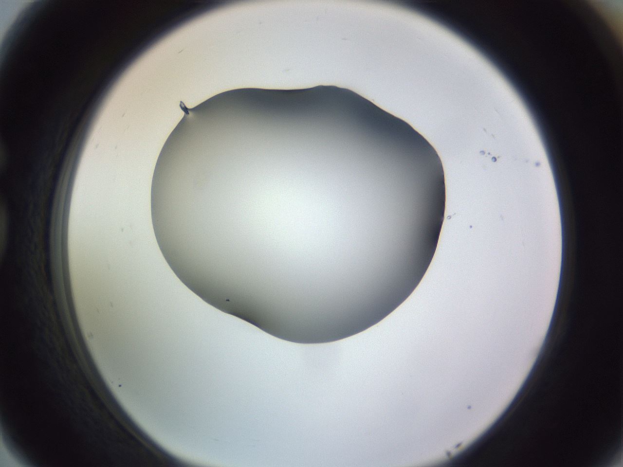 folderID348_plateID1348_batchID4703_wellNum77_profileID1_d1_r81208_ef.jpg