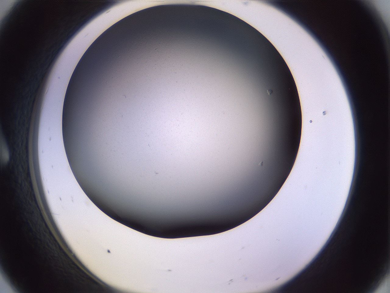 folderID348_plateID1348_batchID4703_wellNum8_profileID1_d1_r81139_ef.jpg