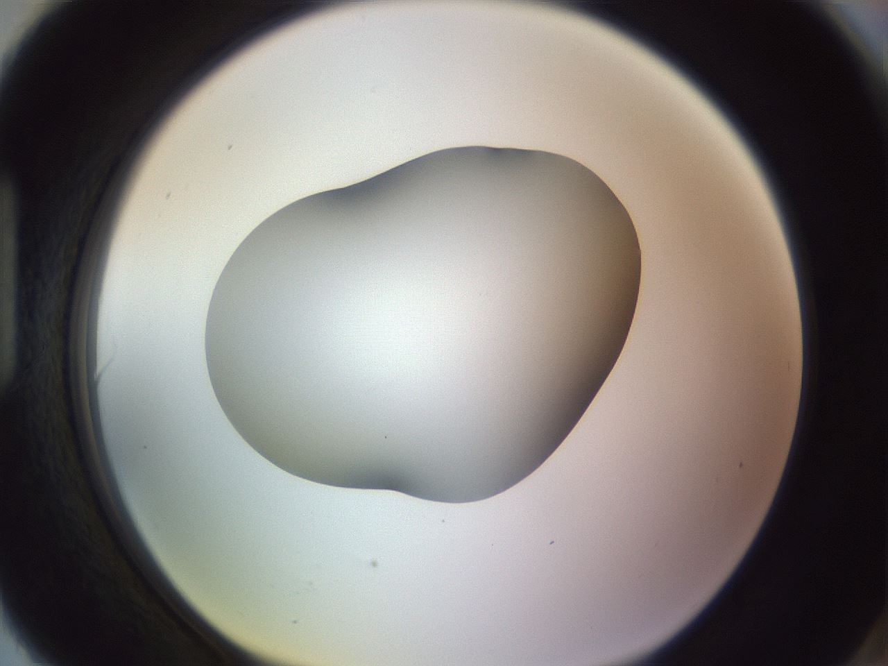 folderID348_plateID1348_batchID4703_wellNum90_profileID1_d1_r81221_ef.jpg
