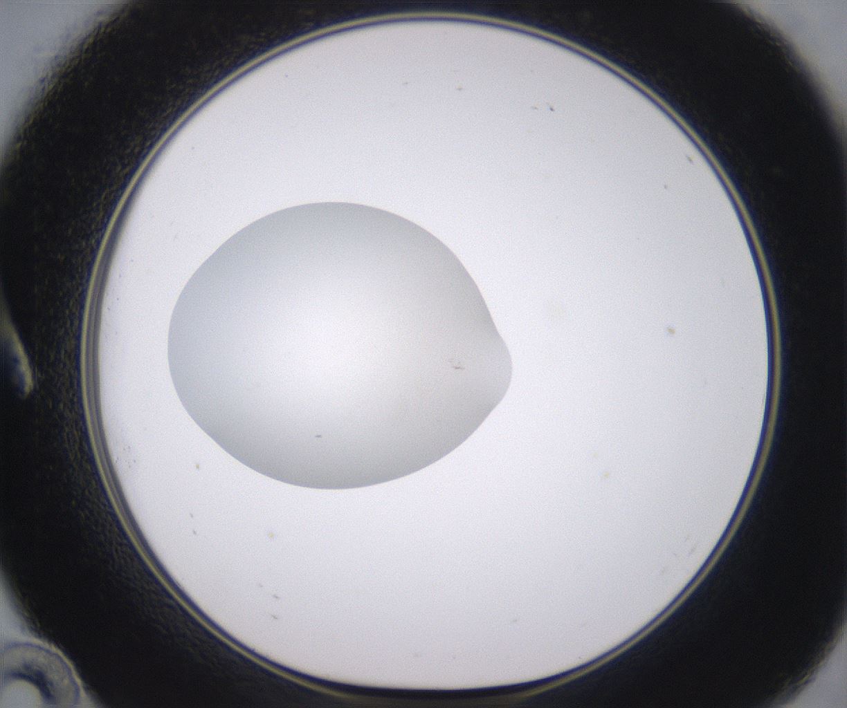 folderID348_plateID2348_batchID11068_wellNum10_profileID1_d1_r166357_ef.jpg