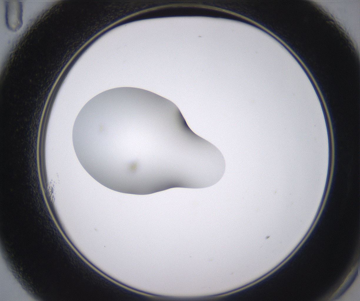 folderID348_plateID2348_batchID11068_wellNum11_profileID1_d2_r166360_ef.jpg