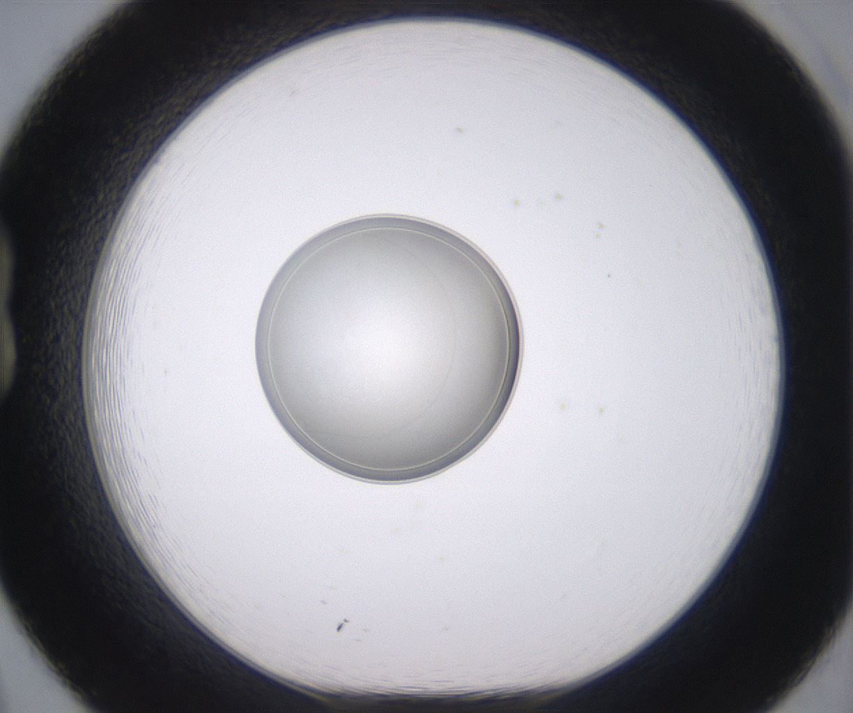 folderID348_plateID2348_batchID11068_wellNum20_profileID1_d1_r166377_ef.jpg