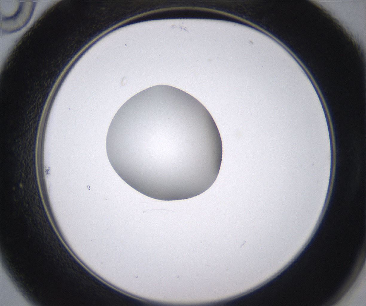 folderID348_plateID2348_batchID11068_wellNum22_profileID1_d2_r166382_ef.jpg
