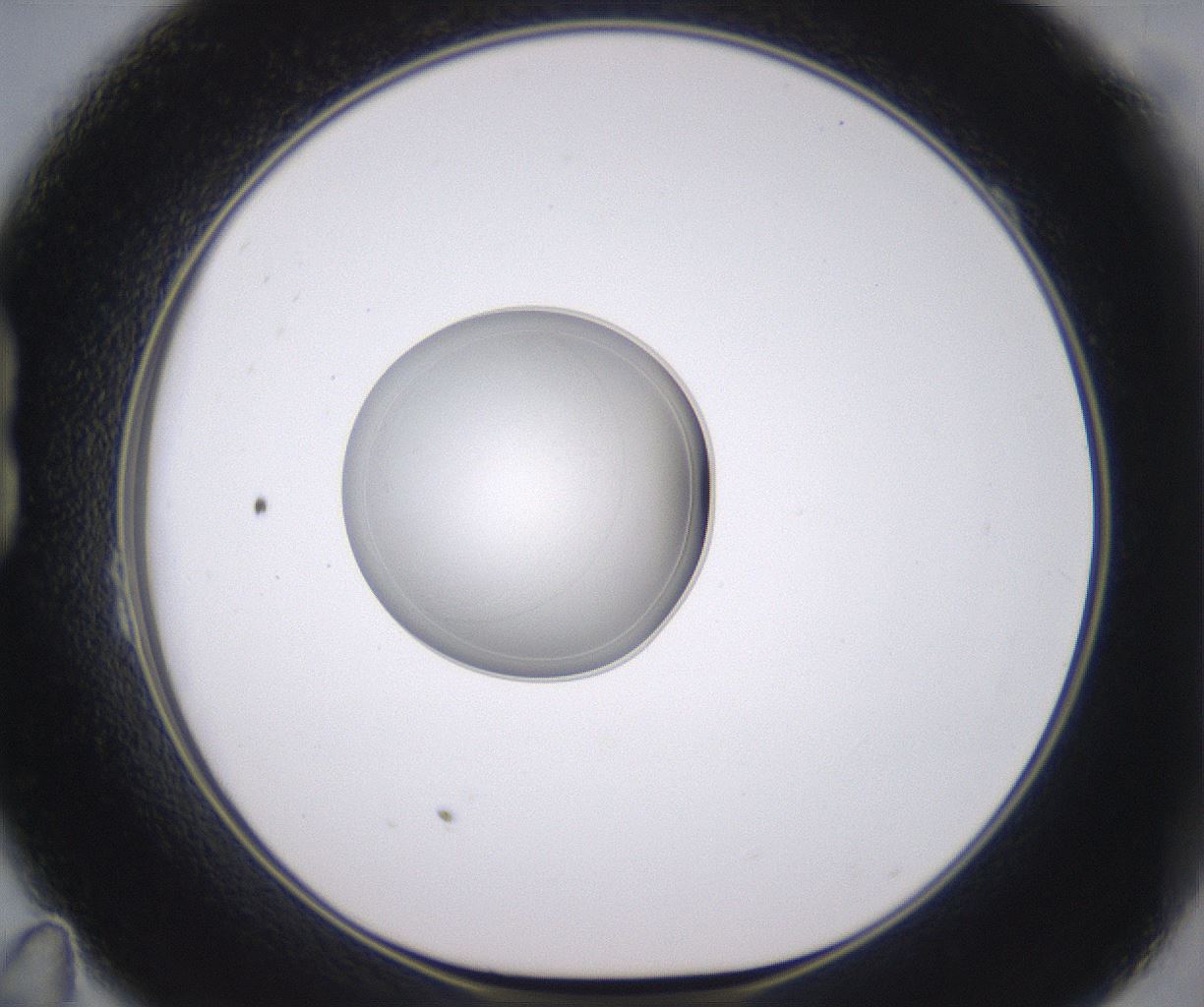 folderID348_plateID2348_batchID11068_wellNum23_profileID1_d1_r166383_ef.jpg