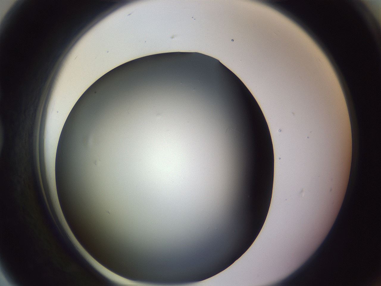 folderID348_plateID1348_batchID4703_wellNum79_profileID1_d1_r81210_ef.jpg