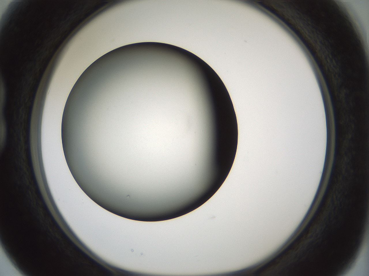 folderID349_plateID1349_batchID4704_wellNum15_profileID1_d1_r81434_ef.jpg