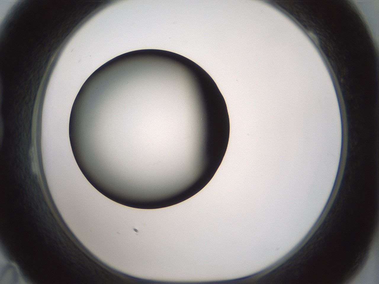 folderID349_plateID1349_batchID4704_wellNum23_profileID1_d1_r81442_ef.jpg