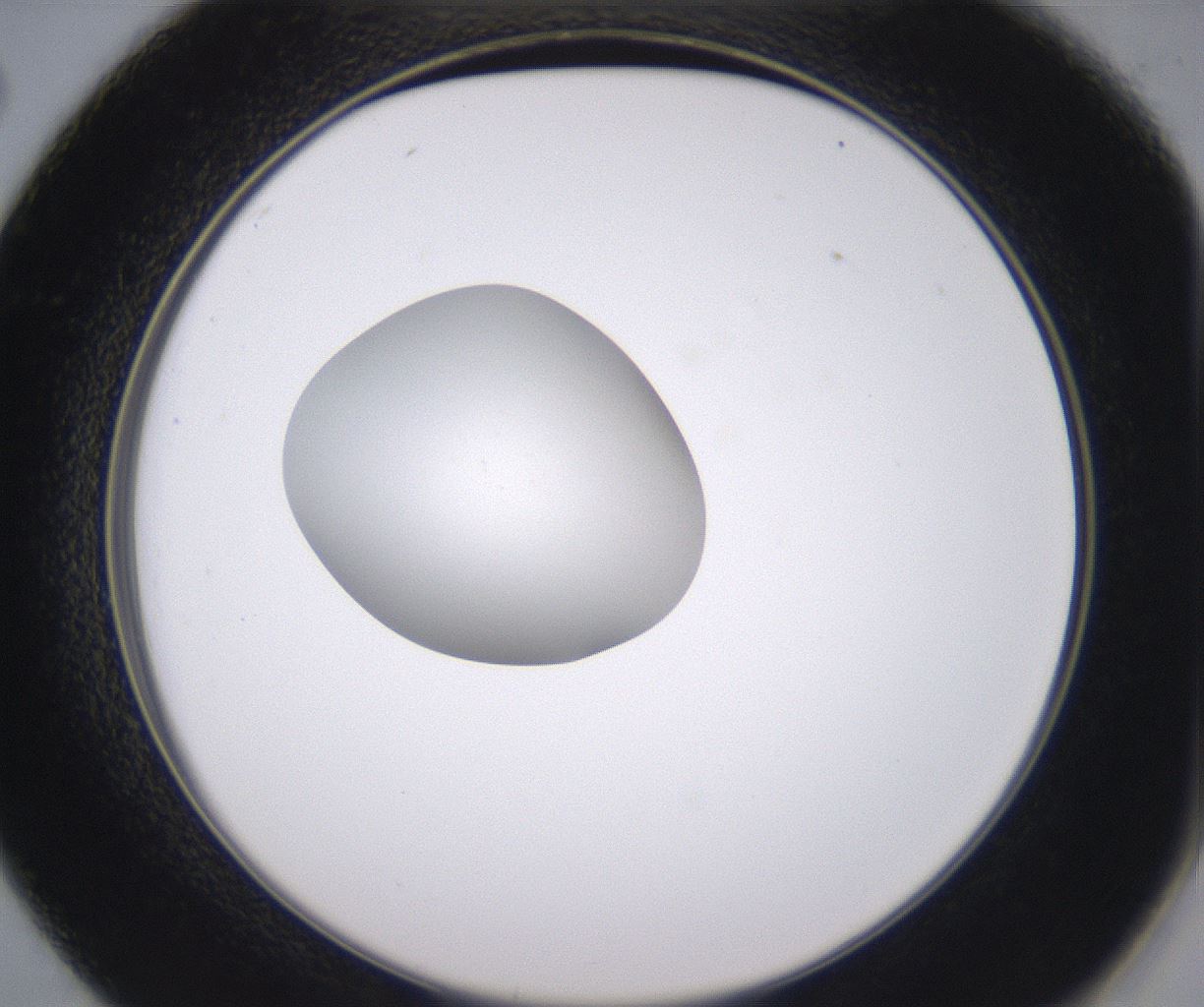 folderID348_plateID2348_batchID11068_wellNum26_profileID1_d2_r166390_ef.jpg