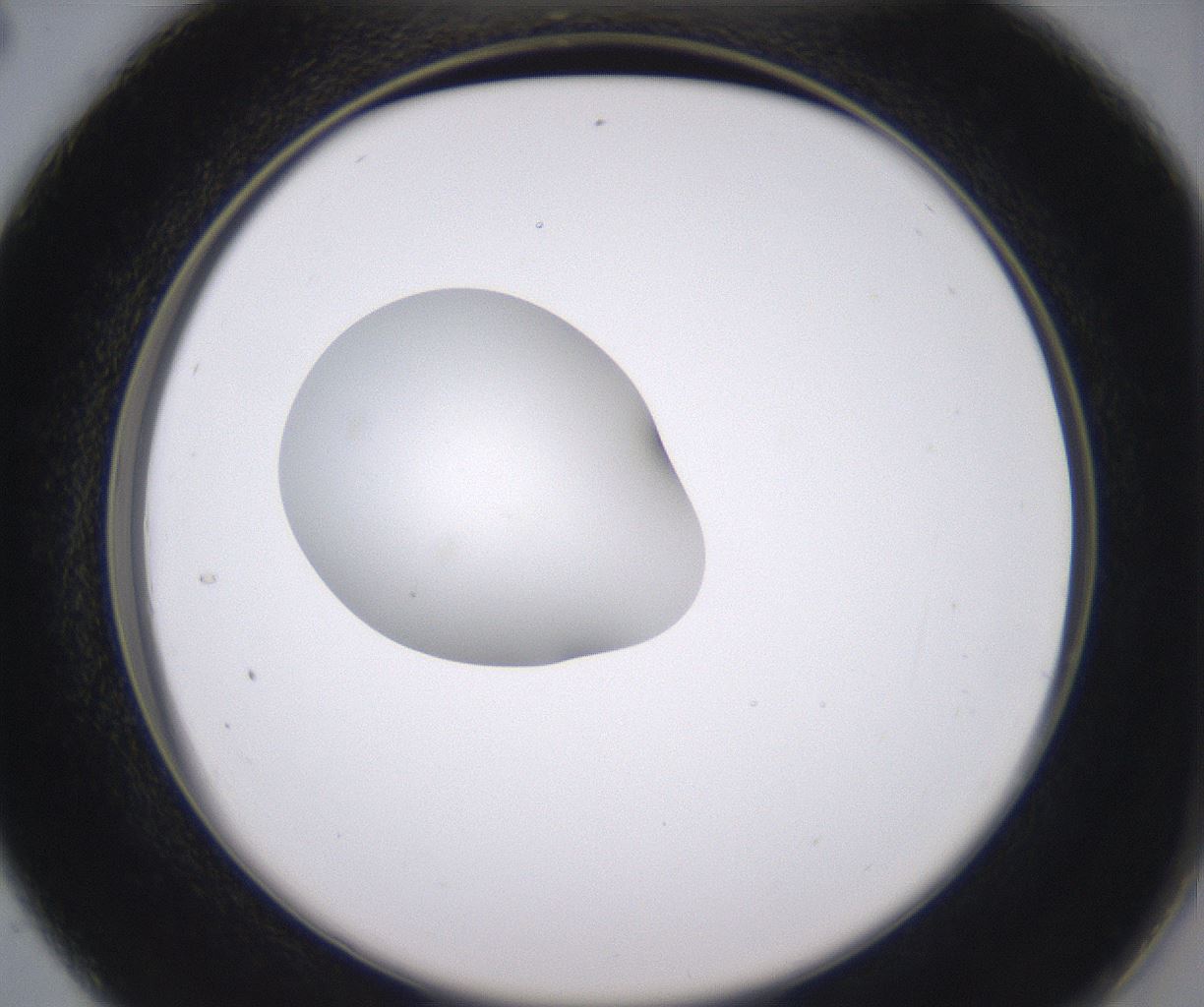 folderID348_plateID2348_batchID11068_wellNum28_profileID1_d2_r166394_ef.jpg