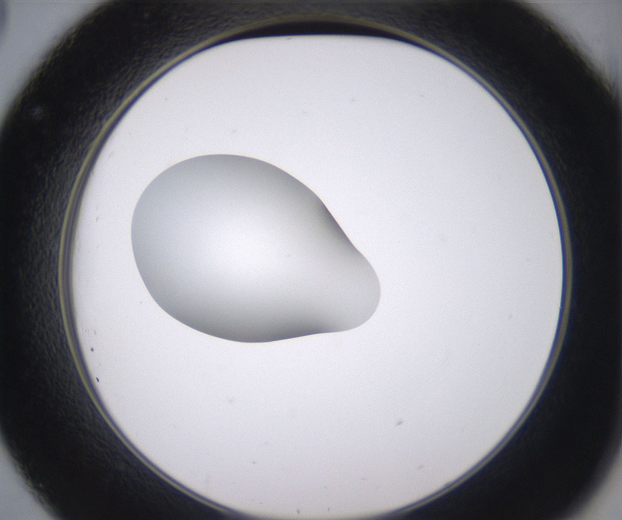 folderID348_plateID2348_batchID11068_wellNum32_profileID1_d2_r166402_ef.jpg