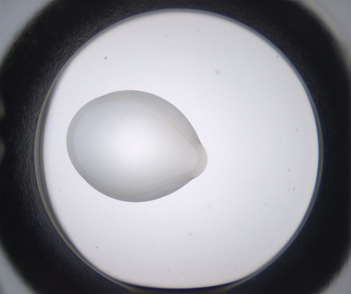 folderID348_plateID2348_batchID11068_wellNum33_profileID1_d1_r166403_ef.jpg