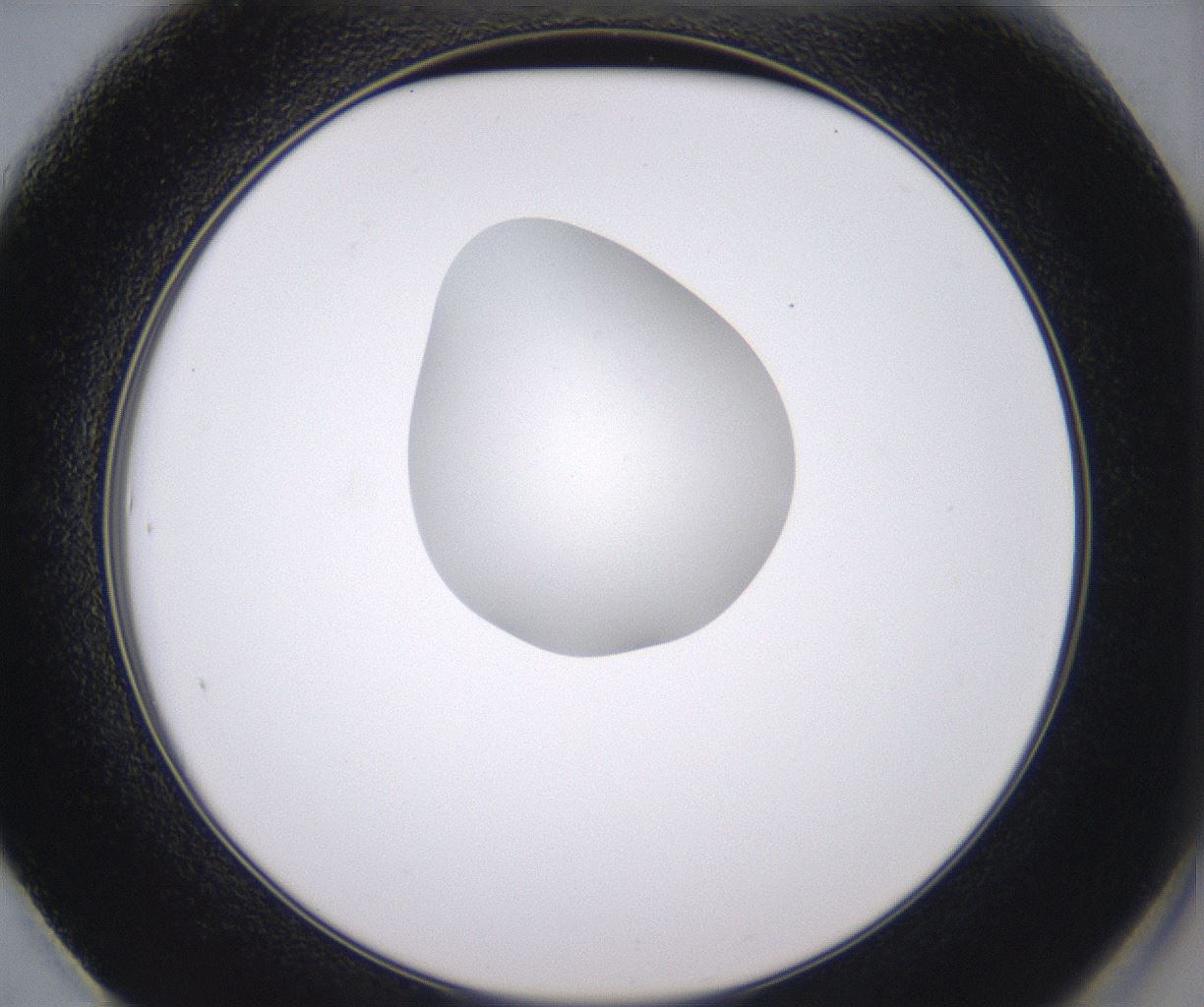 folderID348_plateID2348_batchID11068_wellNum61_profileID1_d2_r166460_ef.jpg