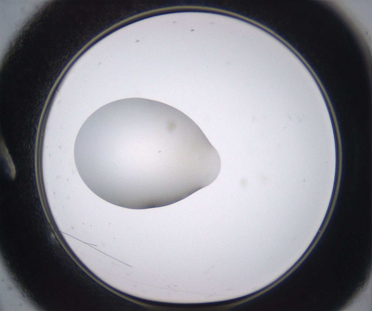folderID348_plateID2348_batchID11068_wellNum9_profileID1_d1_r166355_ef.jpg