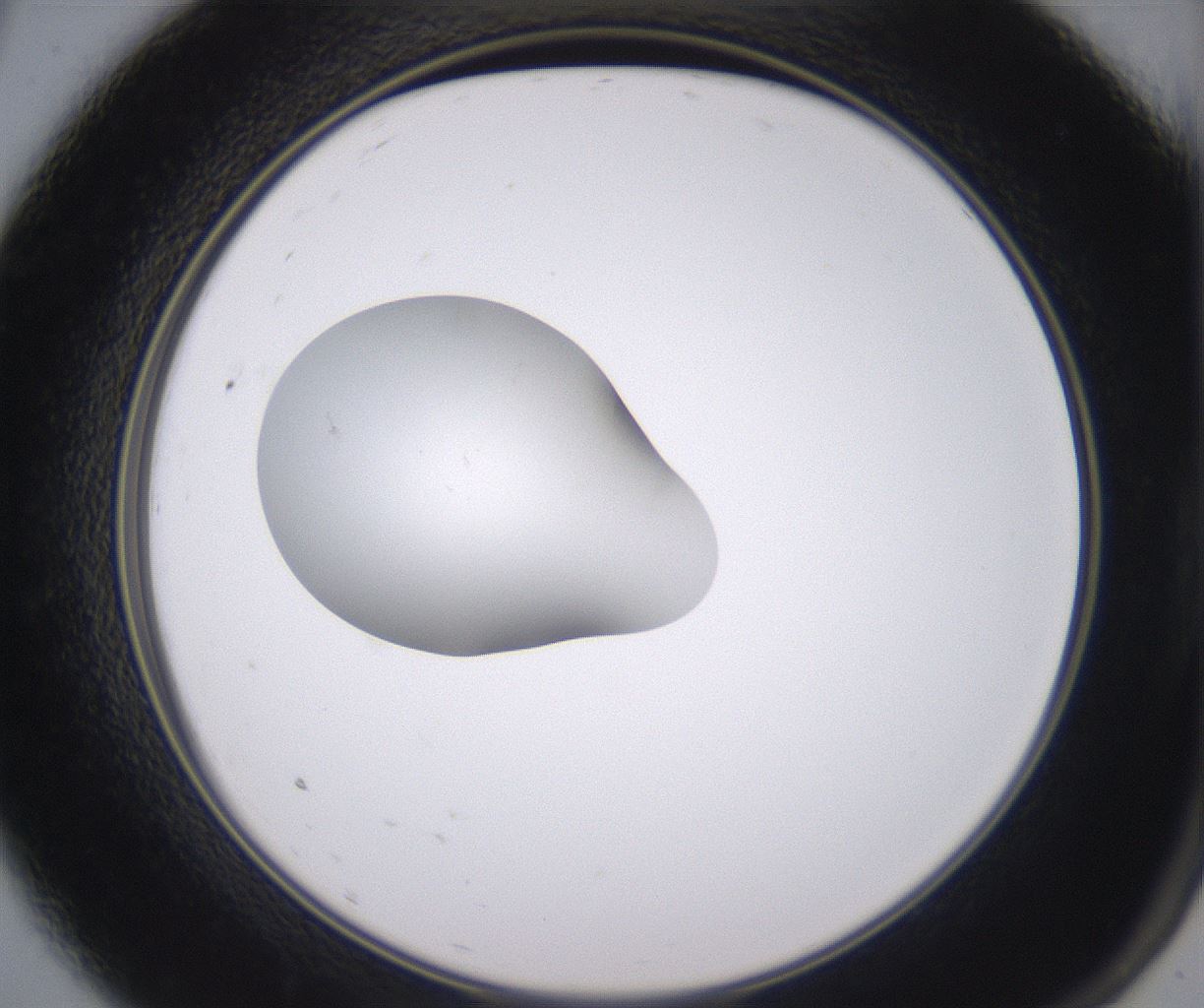folderID348_plateID2348_batchID11068_wellNum9_profileID1_d2_r166356_ef.jpg